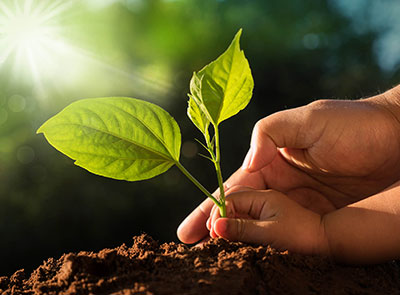 Seedling emerging from soil